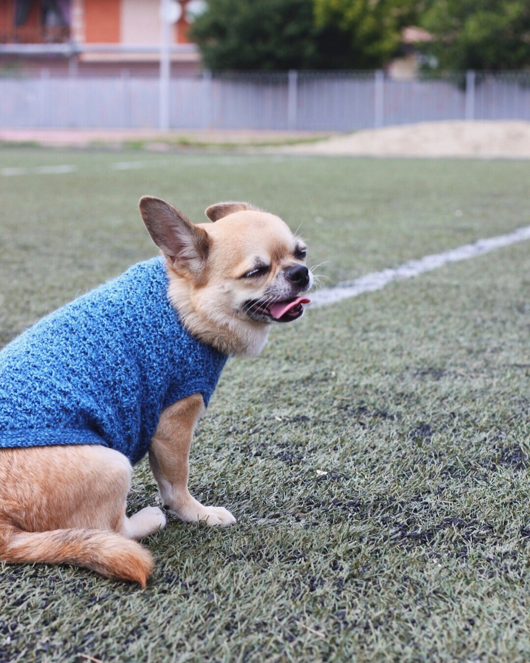Дени в свитере для собак ручной вязки