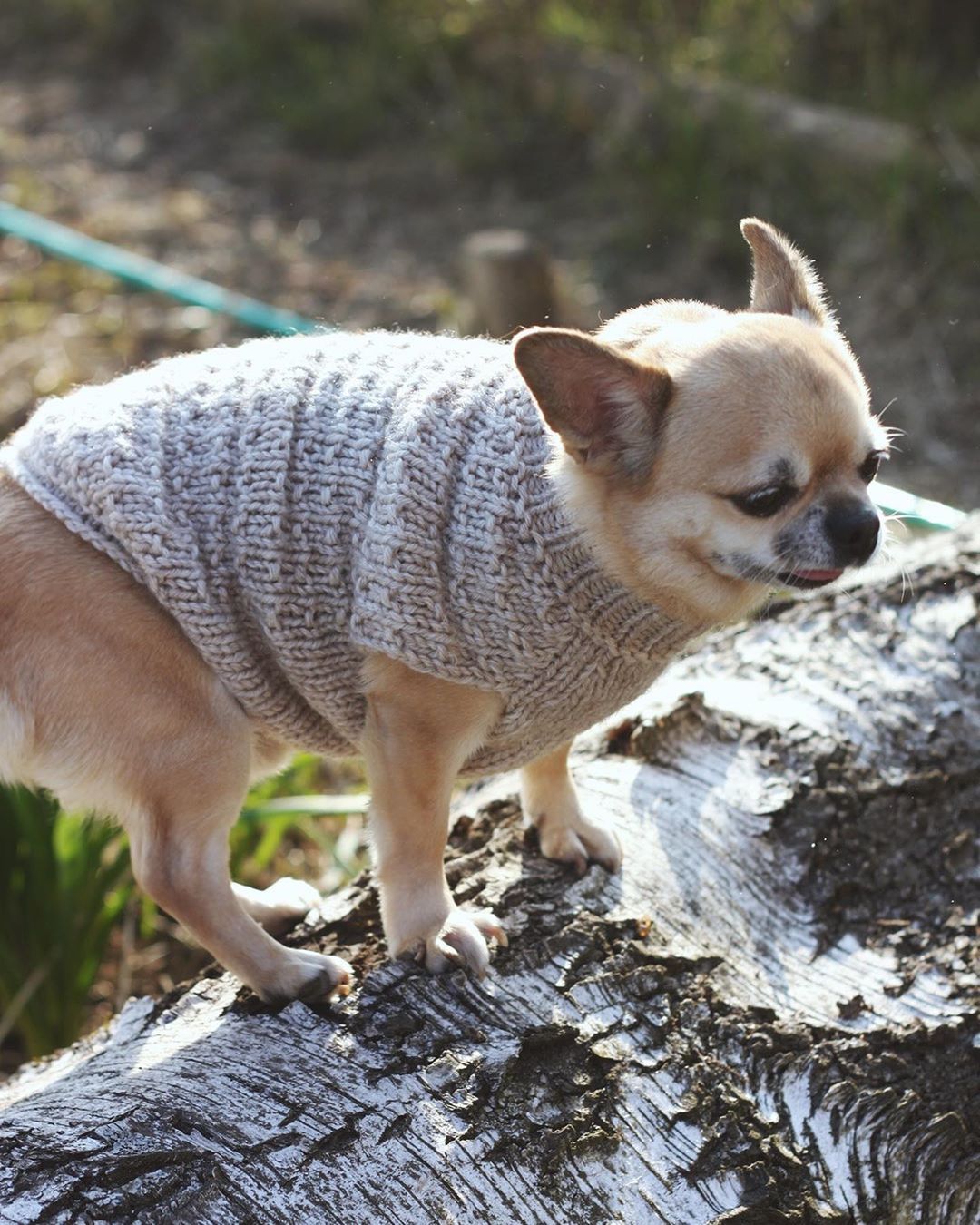 свитер для собак шерсть мерино