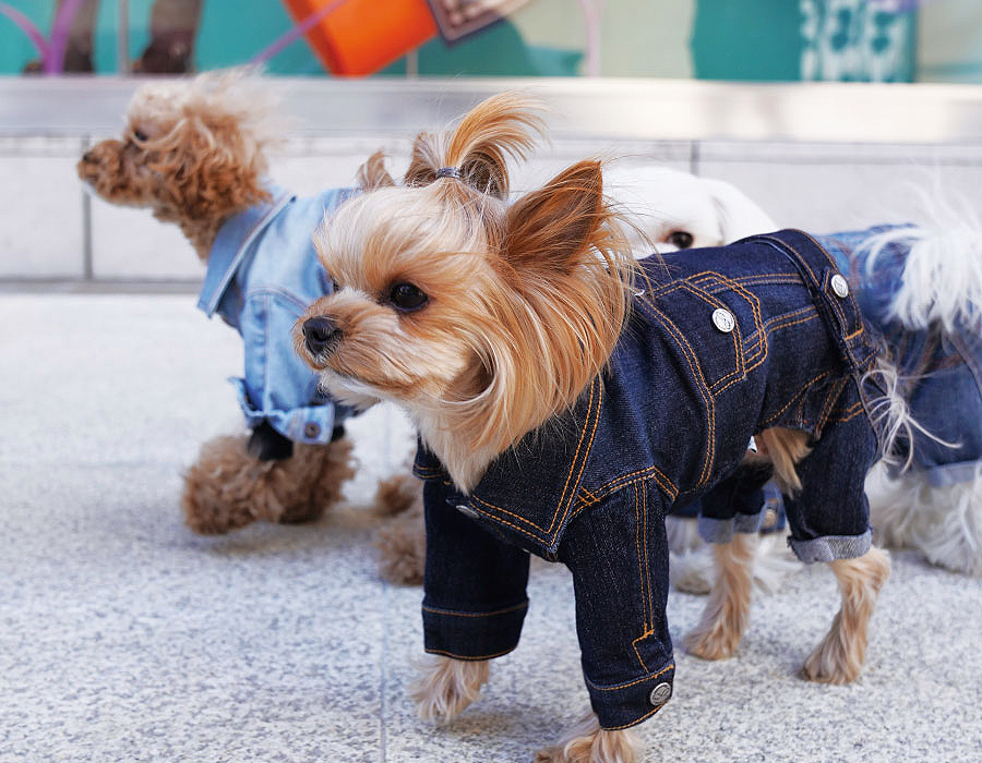 Джинсовая куртка для собаки